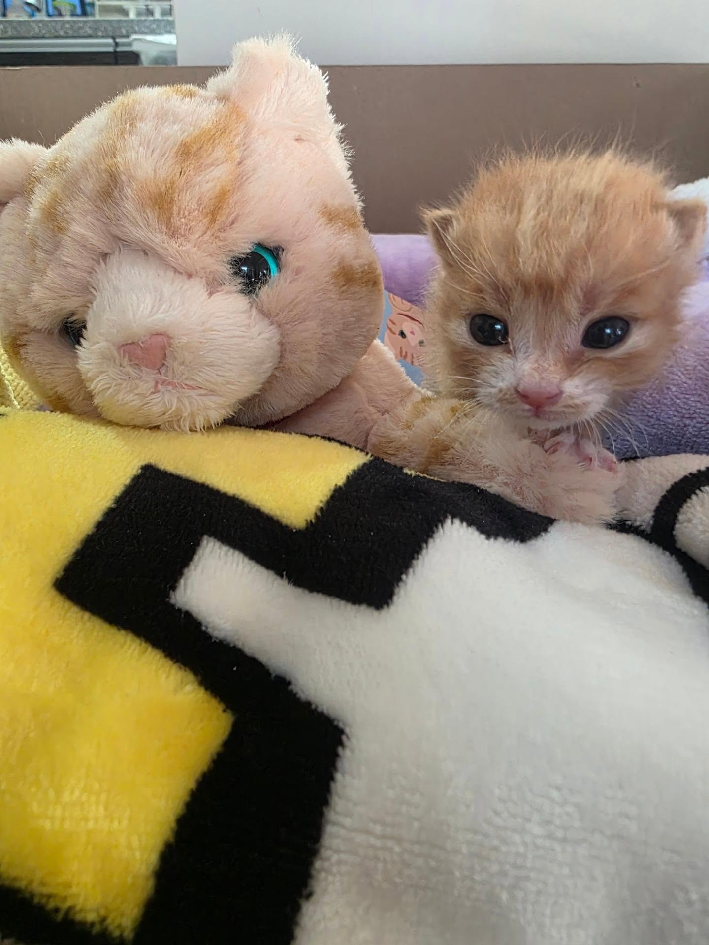 Potato the kitten